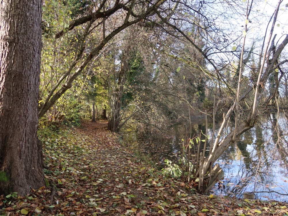 Uferpfad am Hasenbergweier