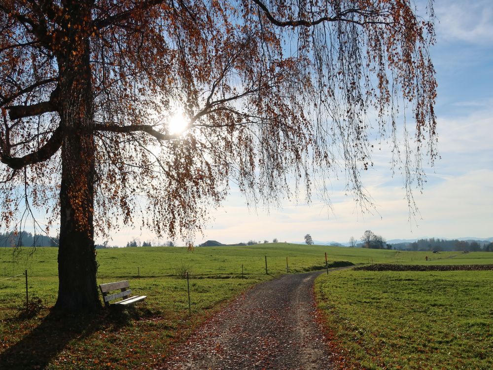 Sitzbank unterm Baum
