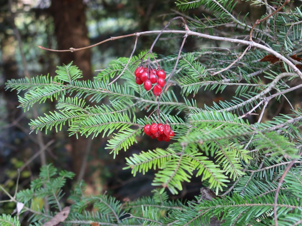 rote Beeren am Tannenzweig