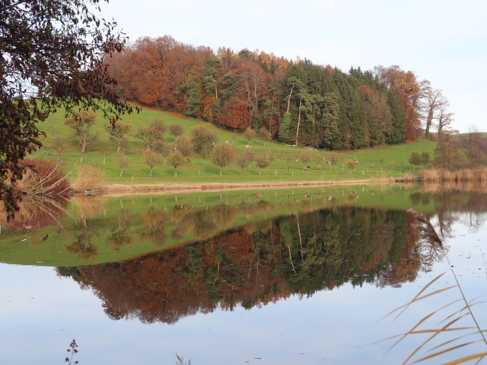 Spiegelung im Hauptwiler Weiher