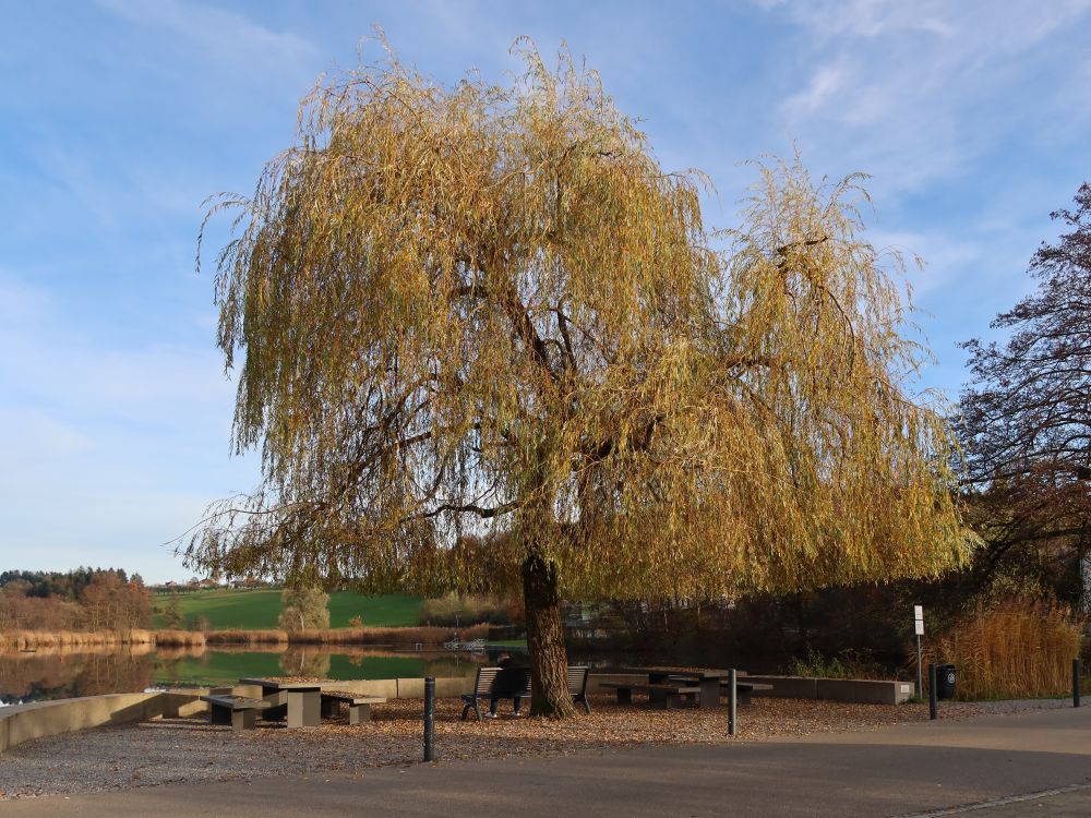 Trauerweide am Hauptwiler Weiher