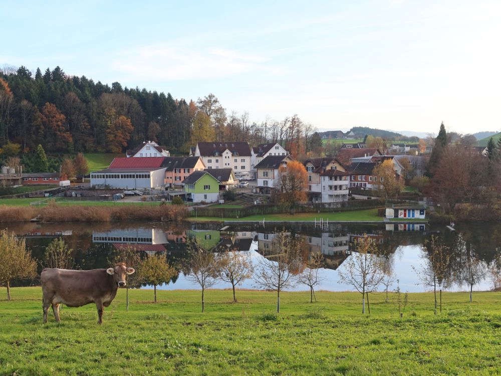 Hauptwiler Weiher mit Kuh