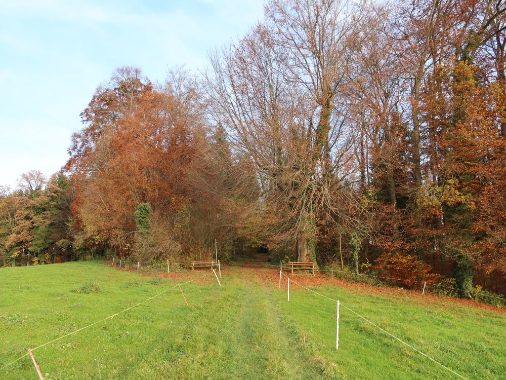 Sitzbänke am Büelhölzli