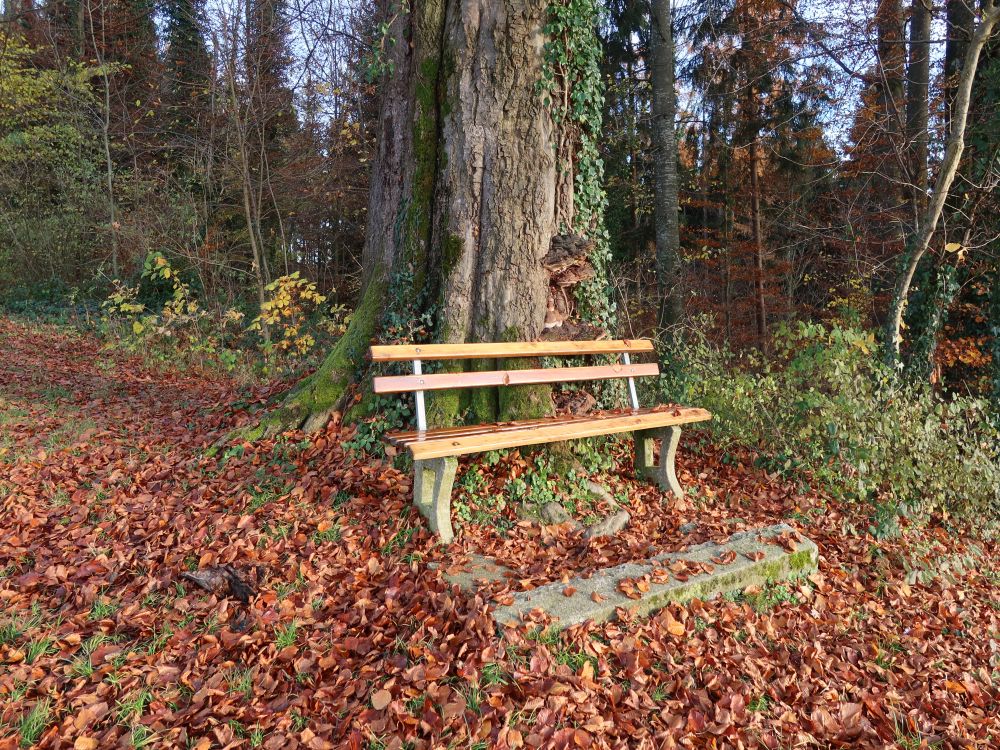 Sitzbank im Herbstlaub