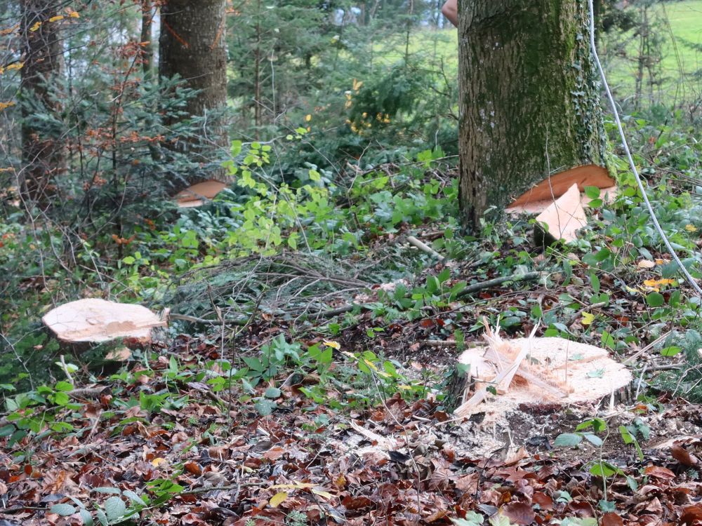 angesägte Bäume