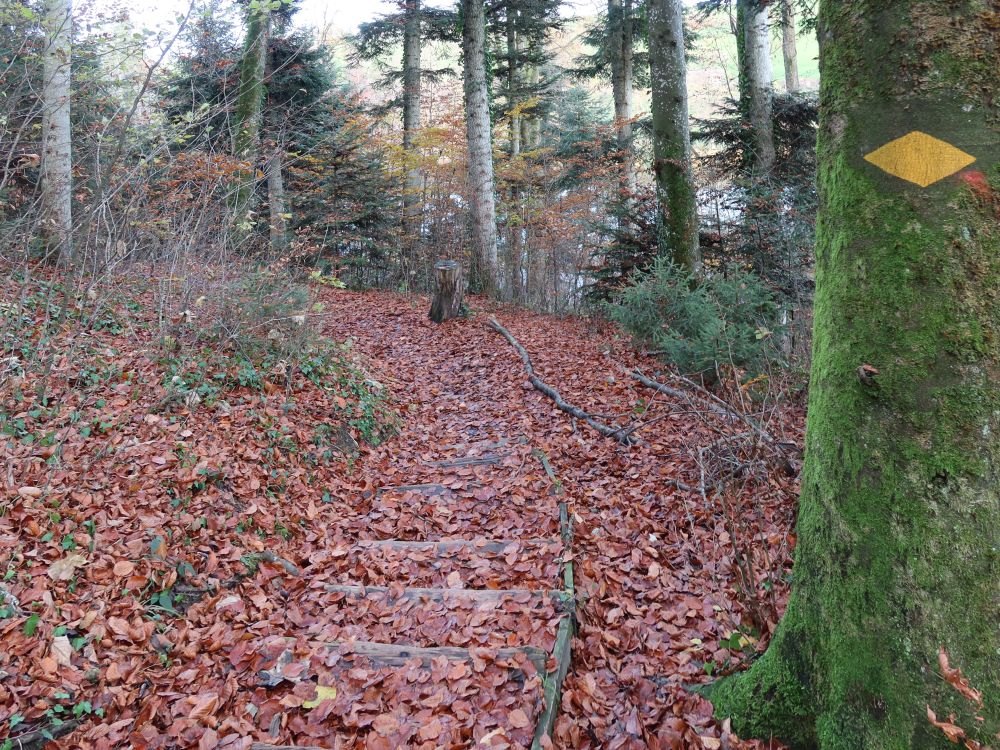 laubbedeckte Treppe