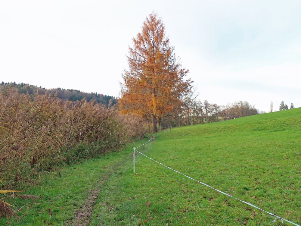 Wiesenpfad und Lärche