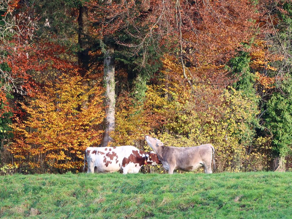 Körperpflege der Kühe
