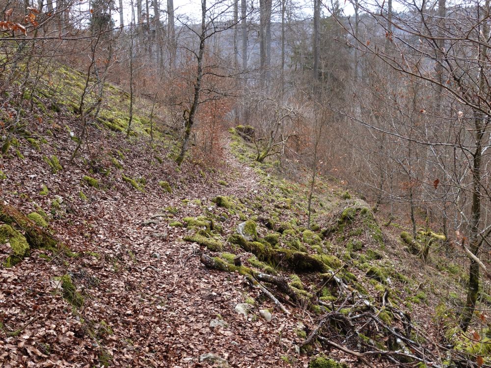 Waldweg ins Bohnental