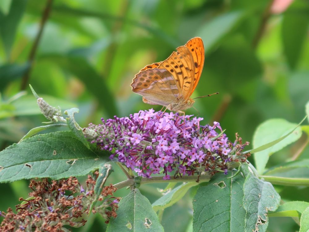 Schmetterling Kaisermantel auf Schmetterlingsflieder