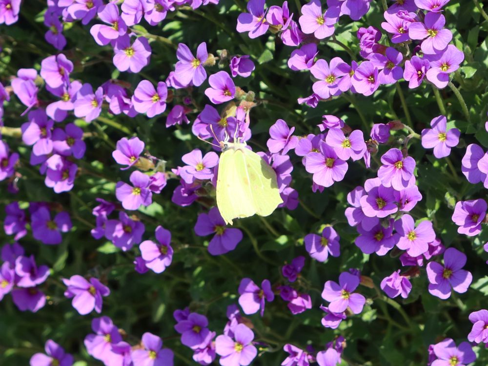 Zitronenfalter auf Blaukissen