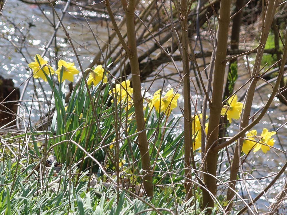 Narzissen am Bach