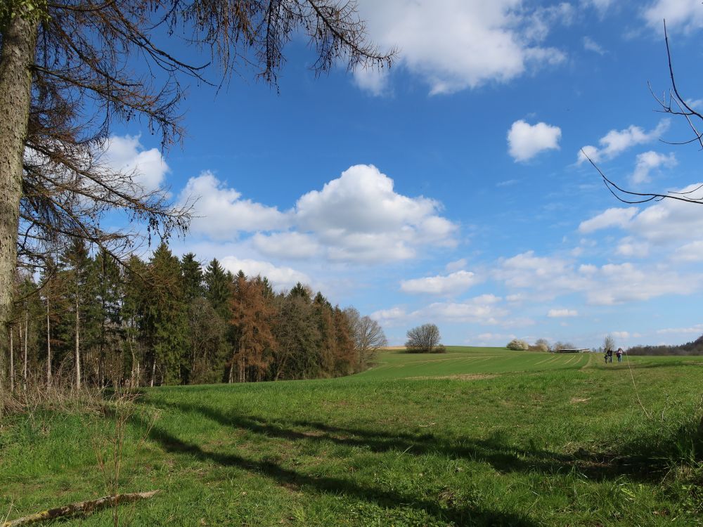 Waldrand Nahe Eggenried