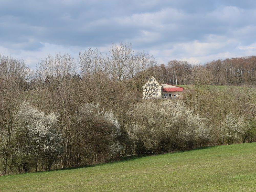 Baumblüte bei Hengelau
