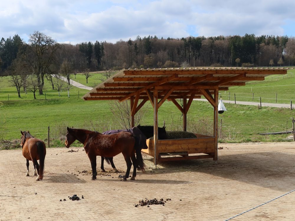 Pferde am Futternapf