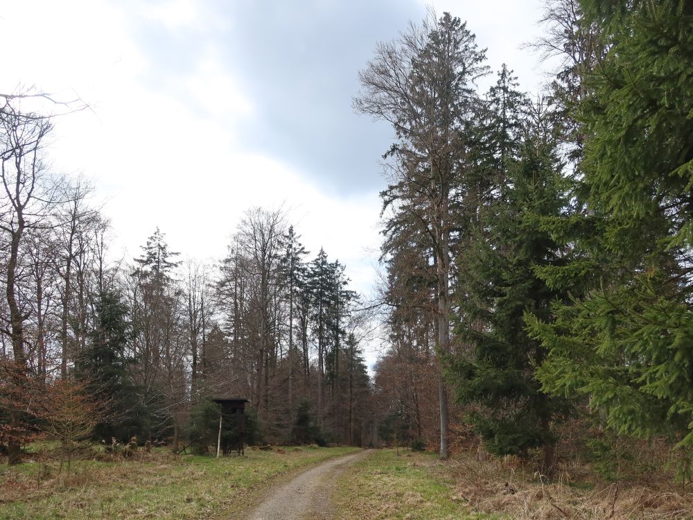 Waldweg
