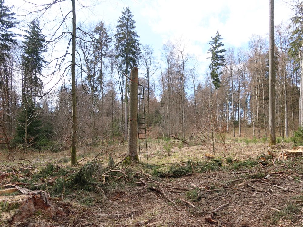 Jähersitz am Baumstumpf