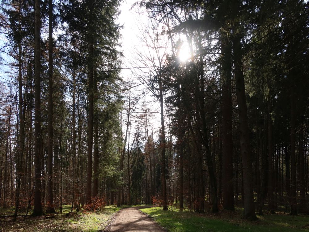 Waldweg im Gegenlicht