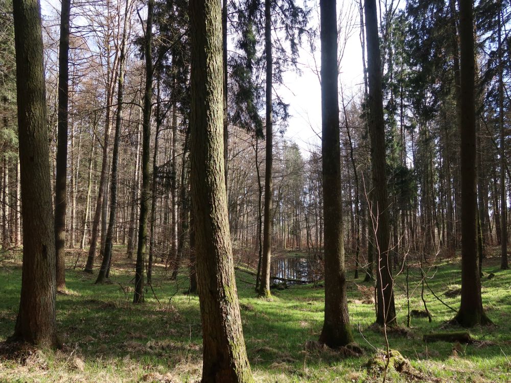 Weiher zwischen den Bäumen