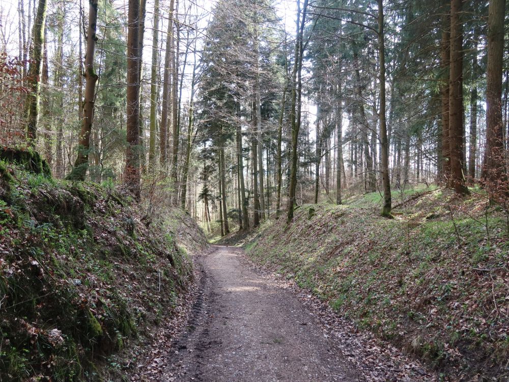 Waldweg