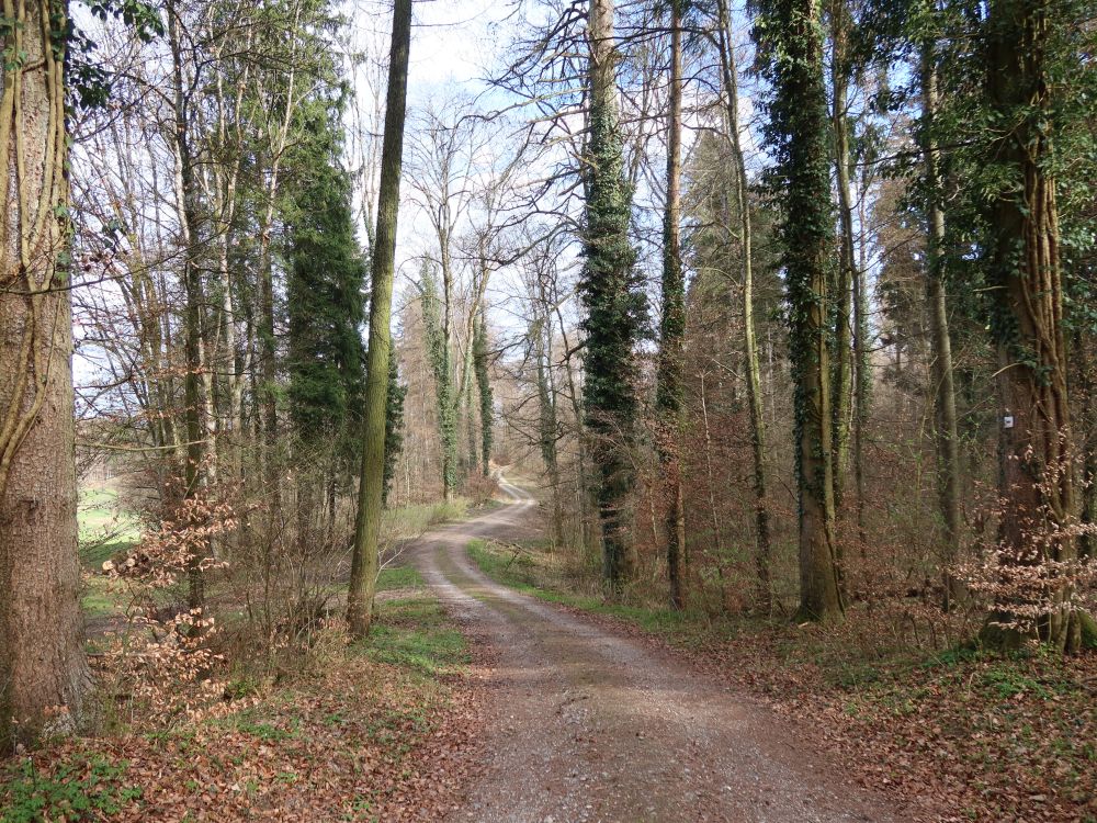 Waldweg