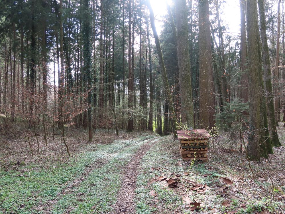 Waldweg