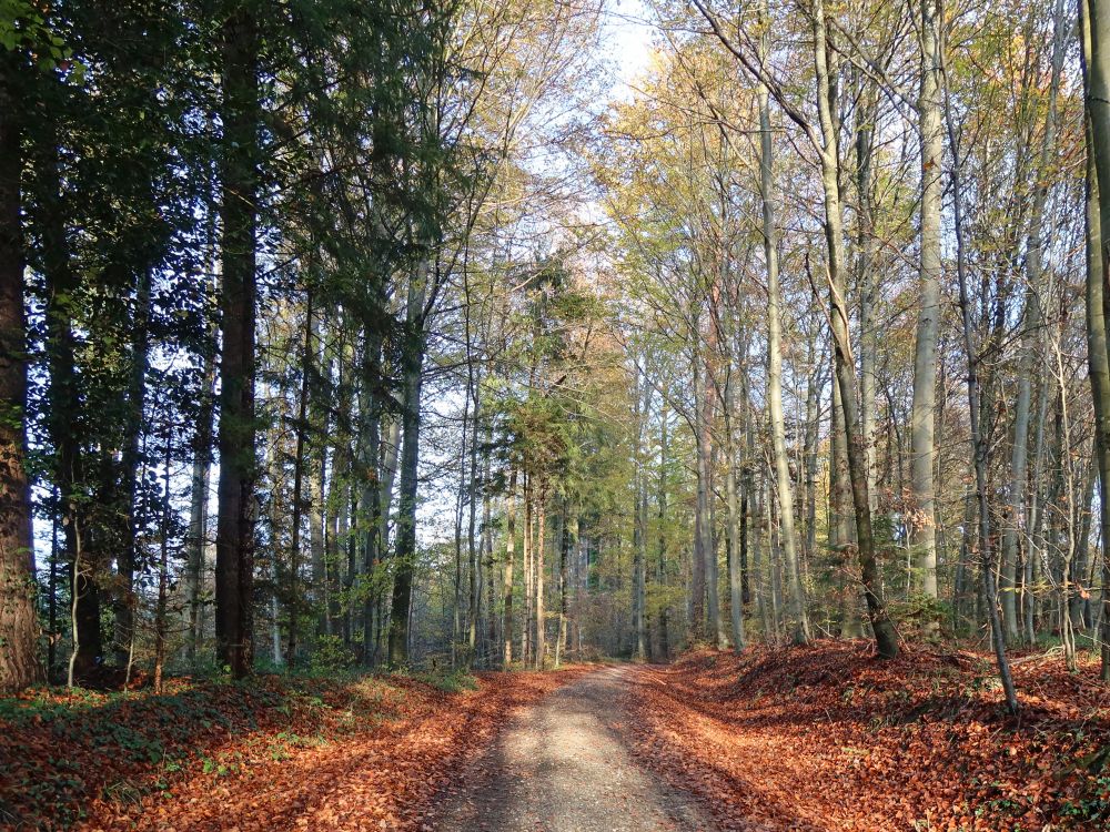 sonniger Waldweg