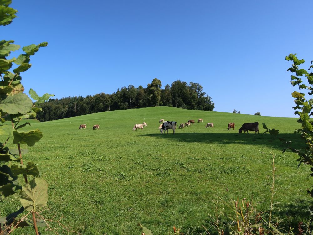 Kuhherde am Schochenberg