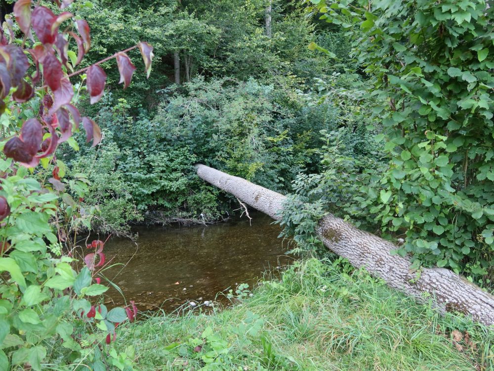 Baumstamm über die Glatt