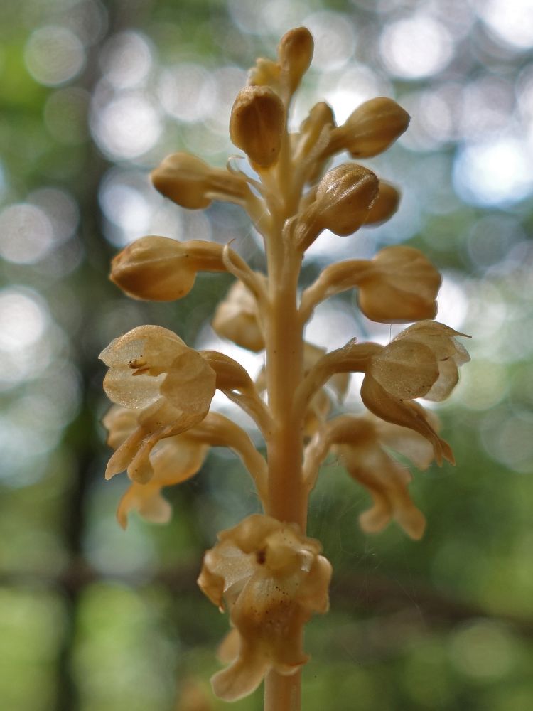 Orchidee (Nestwurz)