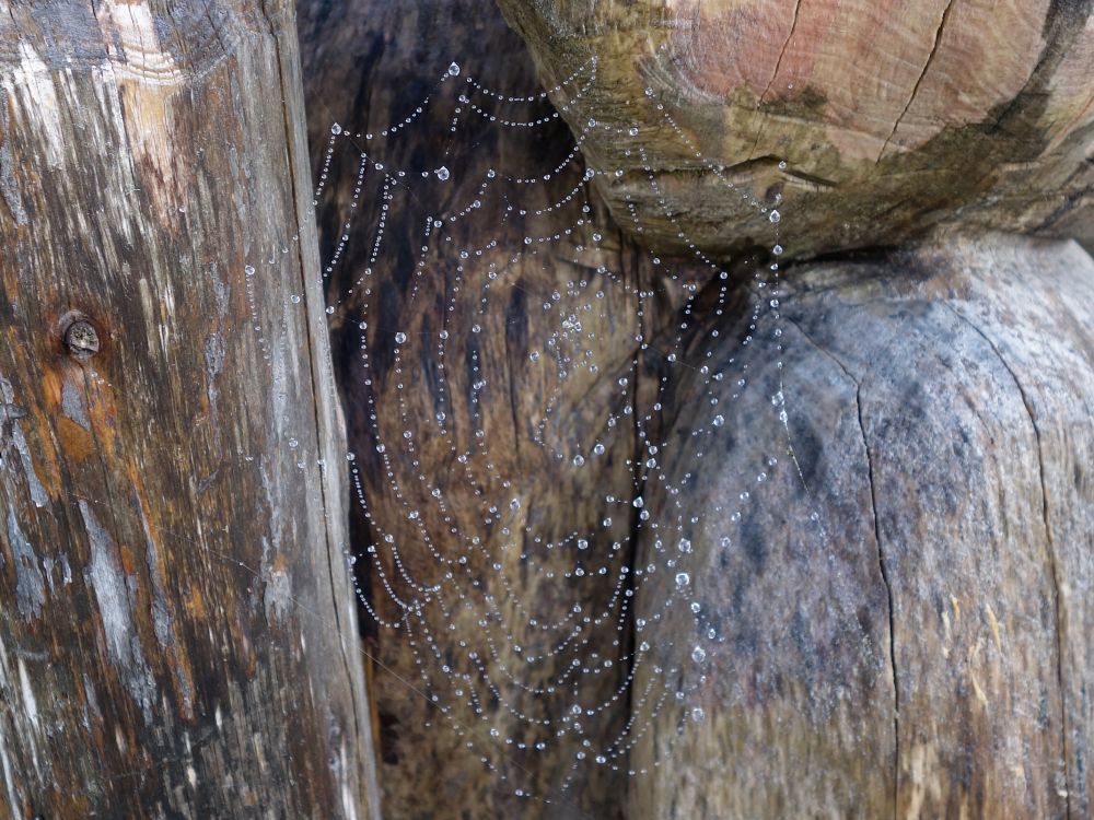 Spinnenetz mit Wassertropfen