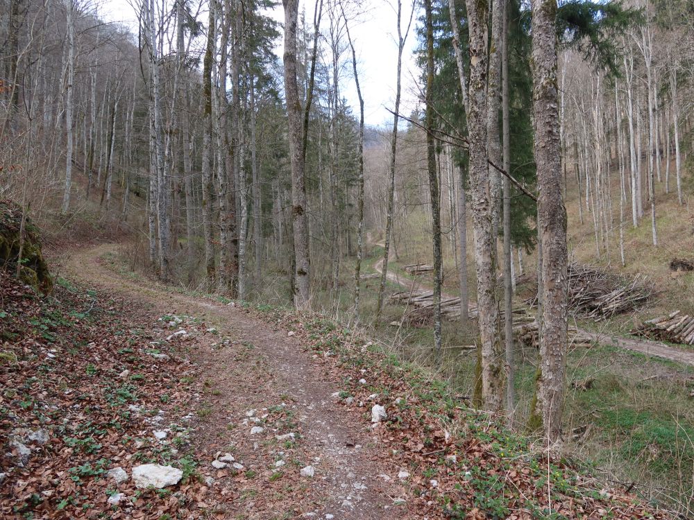 Pfad im Hintelestal