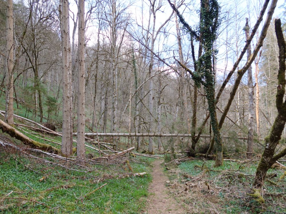 Pfad im Hintelestal