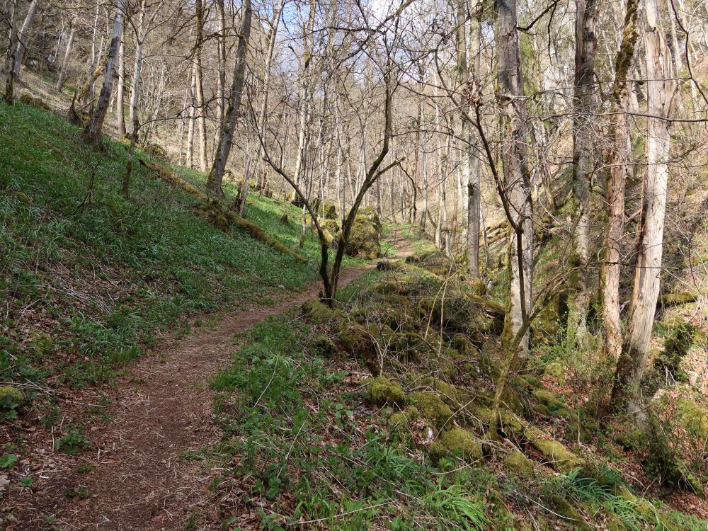 Pfad im Hintelestal