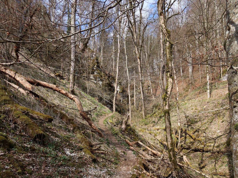 Pfad im Hintelestal