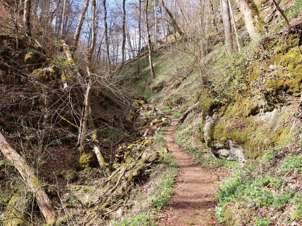 Pfad im Hintelestal