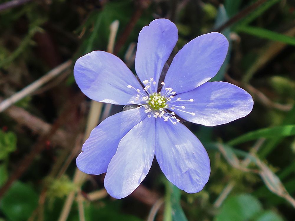 Leberblümchen