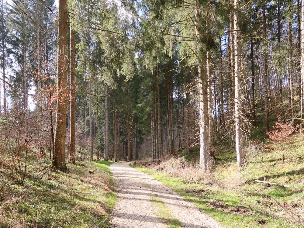 Waldweg