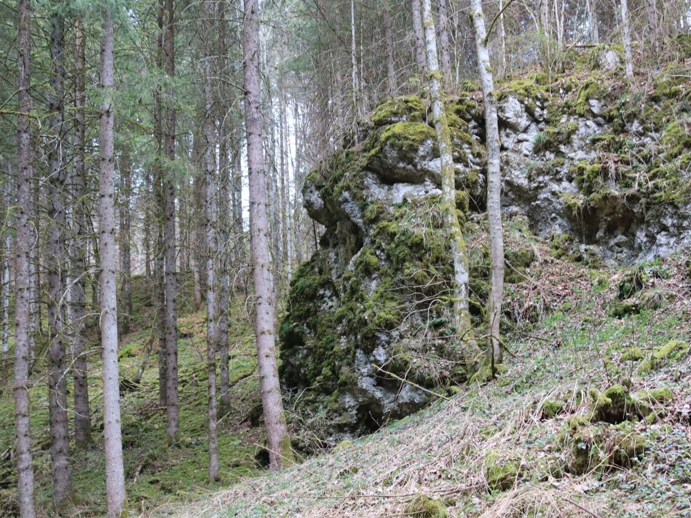 Fels im Wald