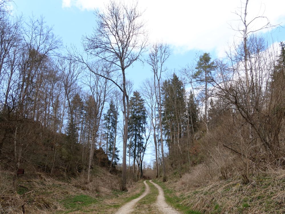 Waldweg