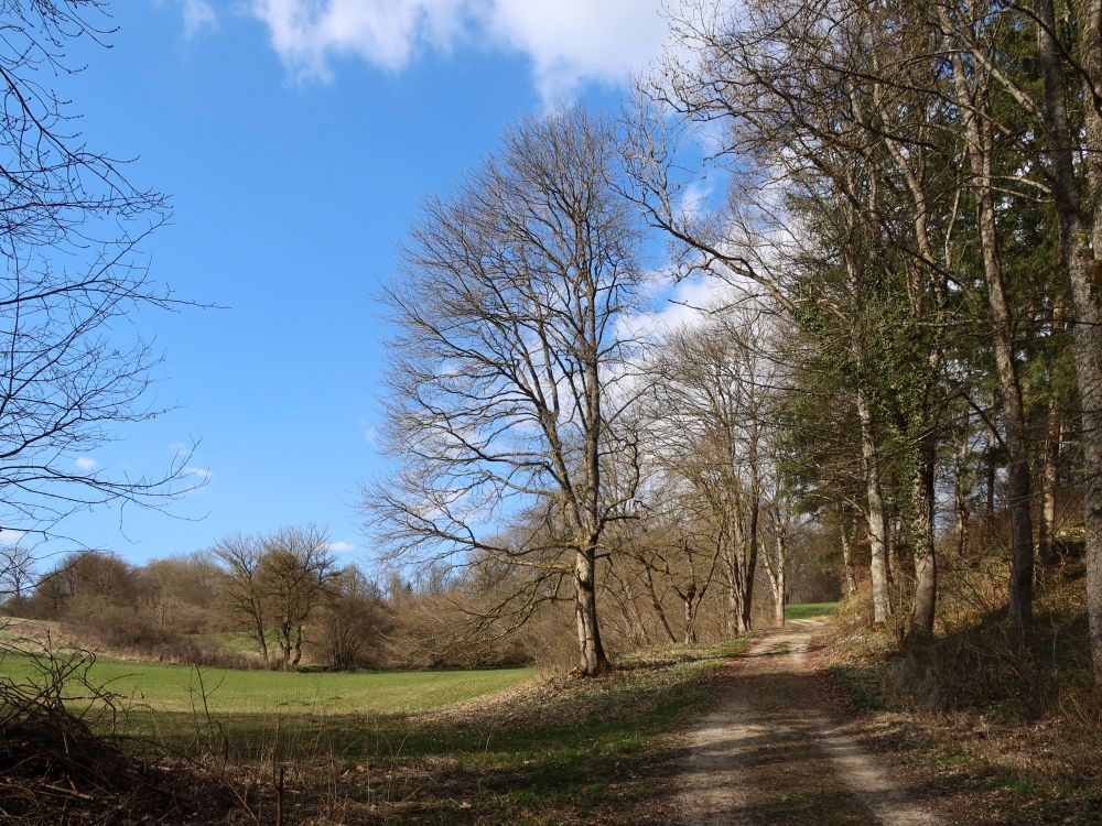 Weg am Waldrand