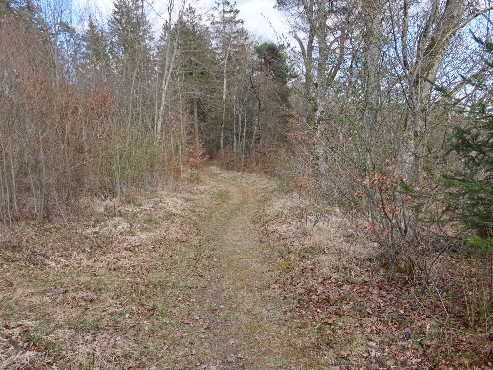 Waldweg