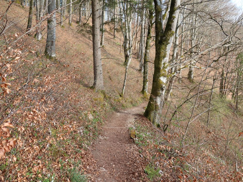 Waldpfad