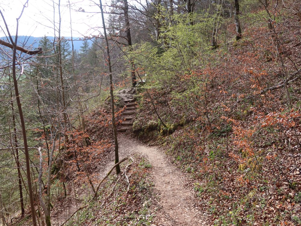 Waldpfad