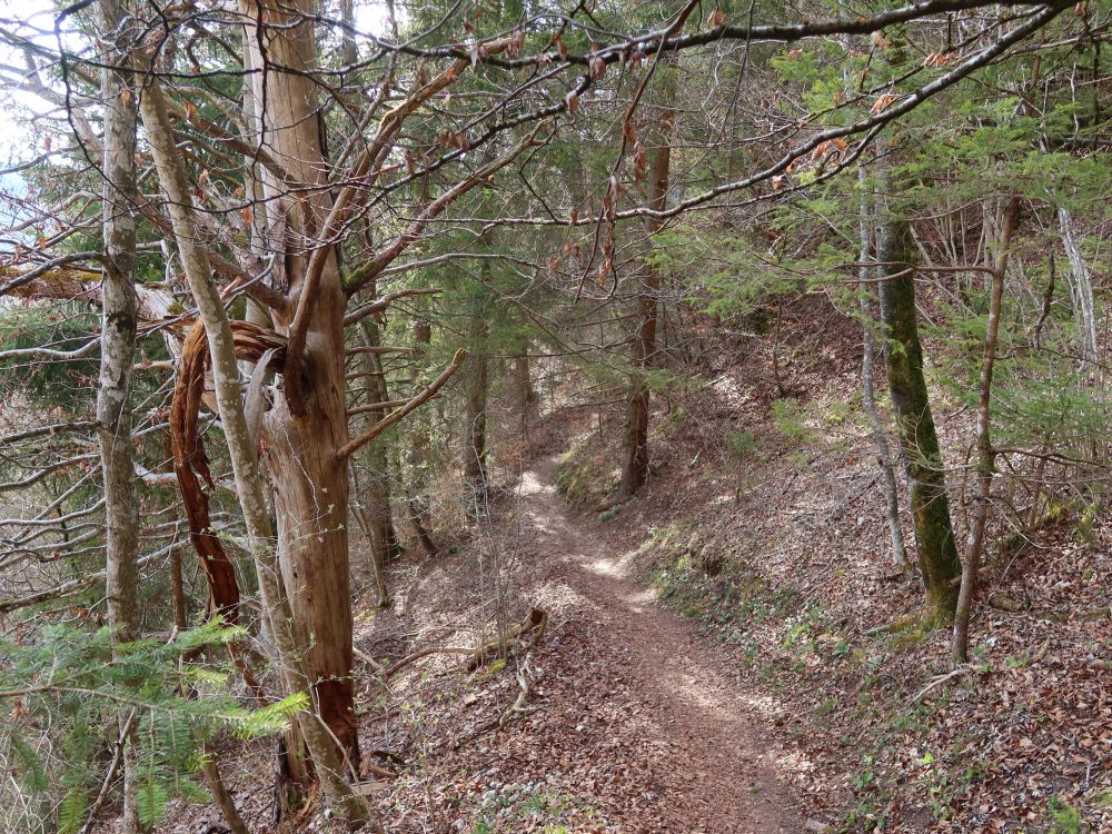 Waldpfad