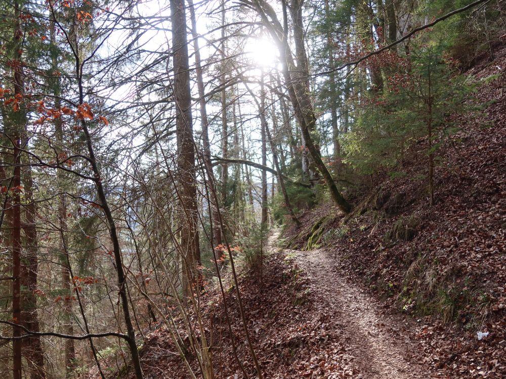 Waldpfad