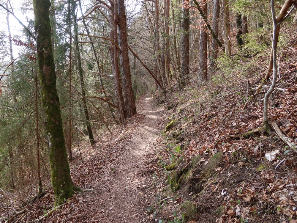 Waldpfad