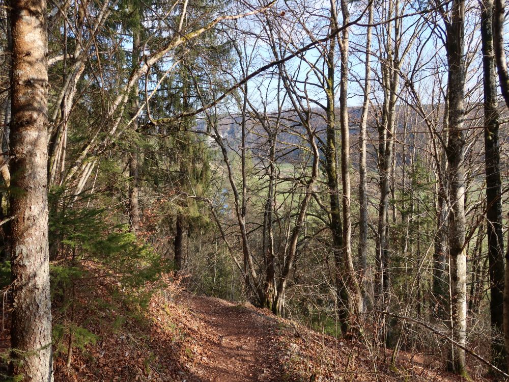 Waldpfad