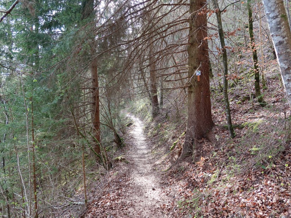 Waldpfad