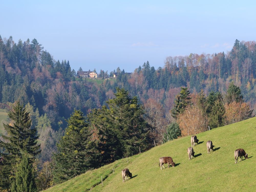 Fuchsacker und Kuhherde